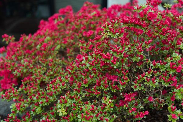 Weigela Removal Service in Kennewick