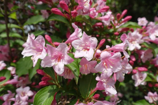 Weigela Pruning Service in Kennewick