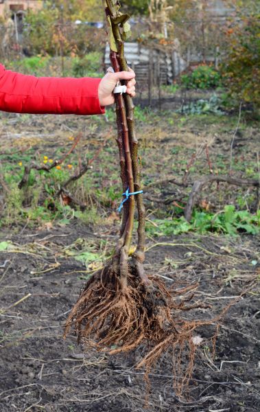 Shrub Root Removal in Kennewick
