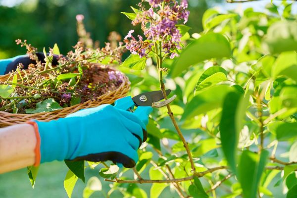 Lilac Trimming Service in Kennewick