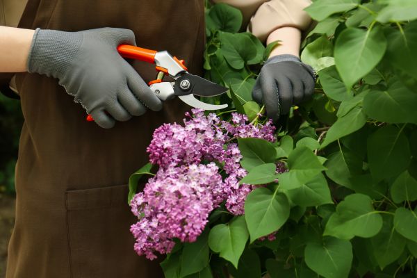 Lilac Pruning Service in Kennewick