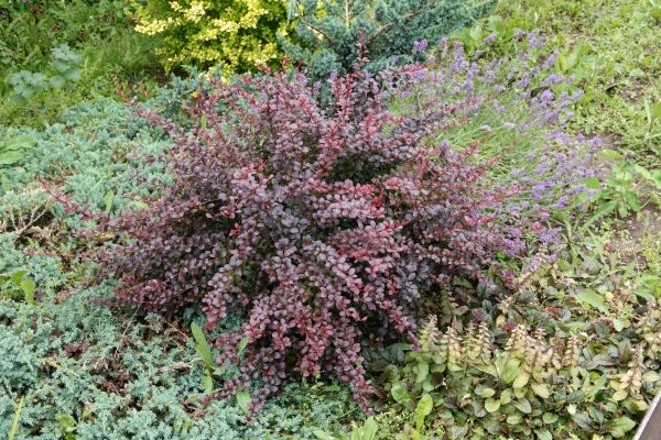 Japanese Barberry Removal in Kennewick
