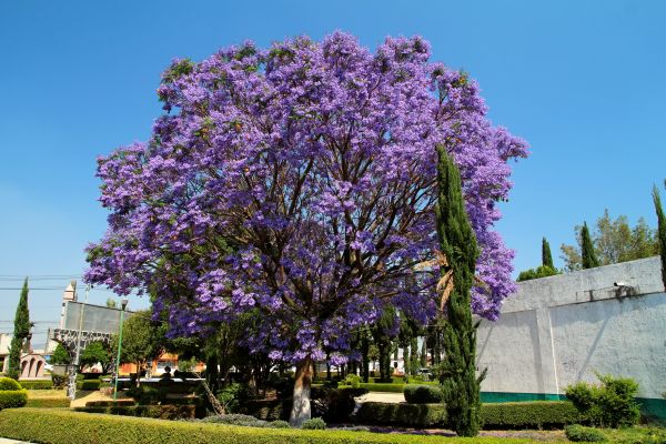 Jacaranda Pruning in Kennewick