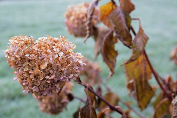 Hydrangea Removal in Kennewick