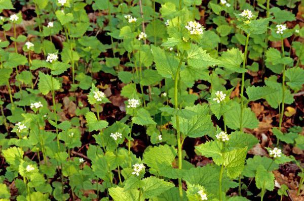 Garlic Mustard Removal in Kennewick