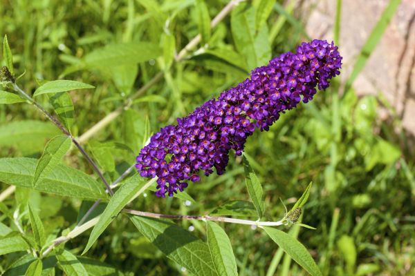 Butterfly Bush Pruning in Kennewick