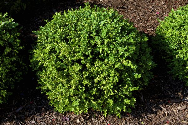 Boxwood Removal in Kennewick