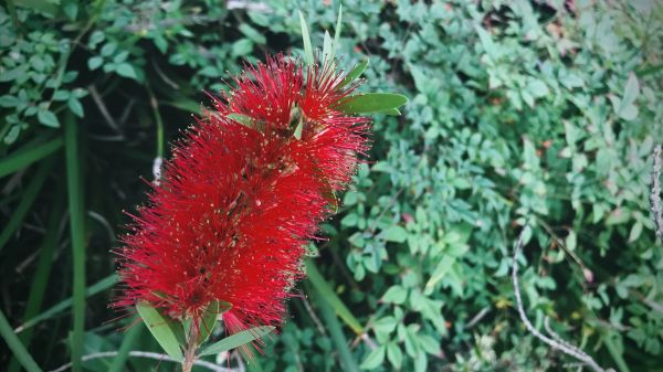 Bottlebrush Pruning in Kennewick