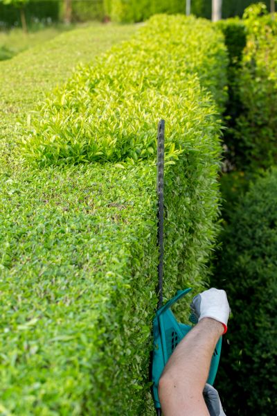 Hedge Trimming in Kennewick