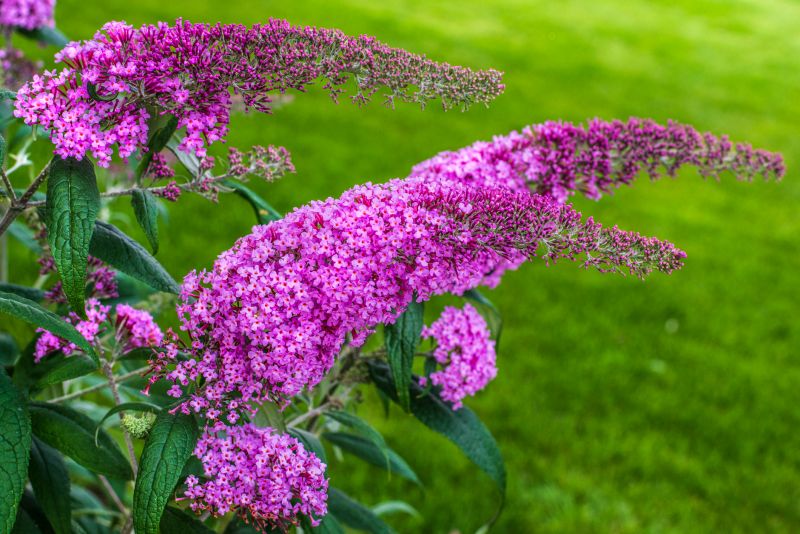 Butterfly Bush Pruning