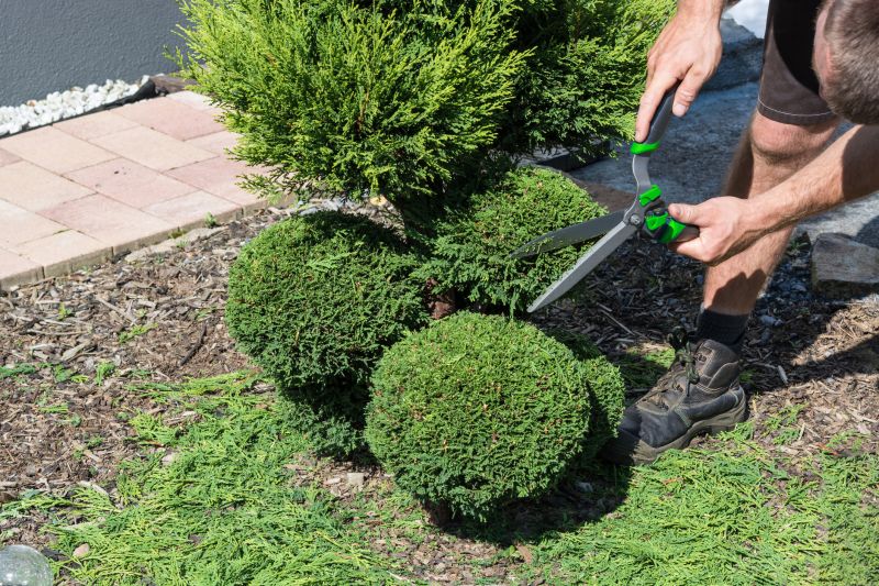 Shrub Cutting