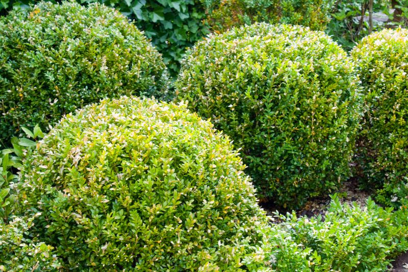 Trimmed Bushes in a Garden