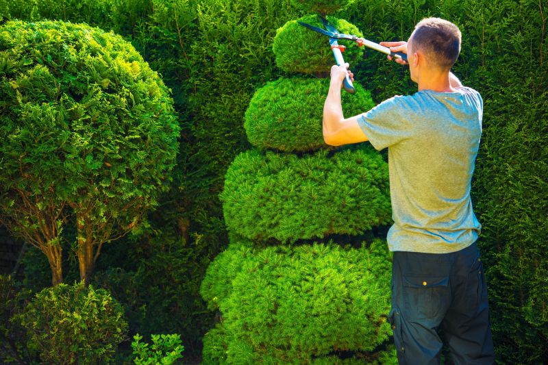 Side Yard Shrub Care
