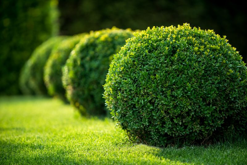 Clipped Bushes